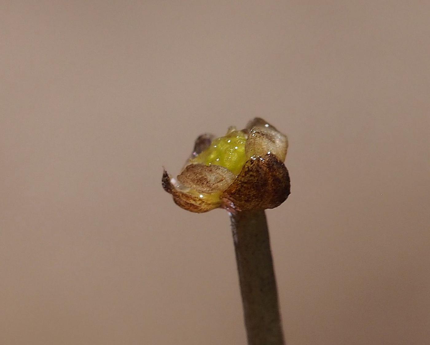 Water Crowfoot, Rigid-leaved fruit